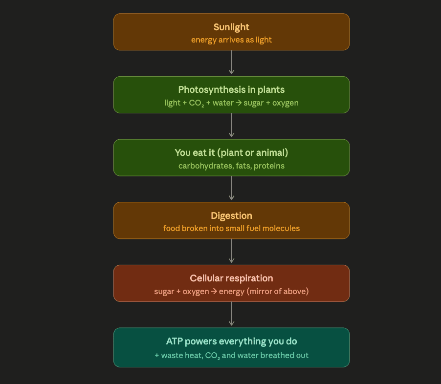 How a body actually runs on energy — sunlight becomes plant sugar becomes food becomes ATP, which powers everything you do. Everything we call 'being alive' is a tiny slice of the sun's energy passing through us.
